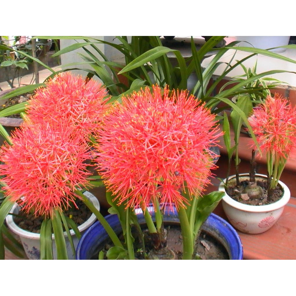 CỦ HOA HỒNG TÚ CẦU - 1 Củ