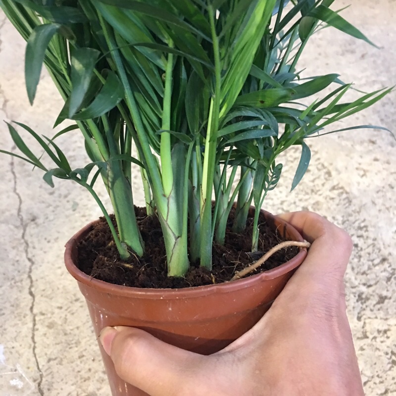 [Cây Phong Thuỷ] Cây cau tiểu trâm để bàn