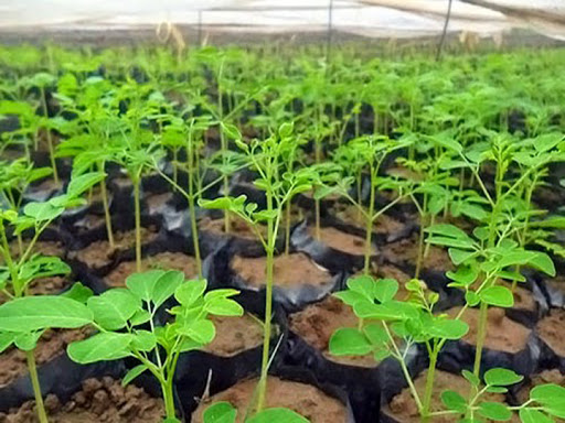 bầu cây giống rau chùm ngây
