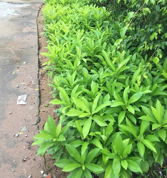 cây sala ấn độ giống
