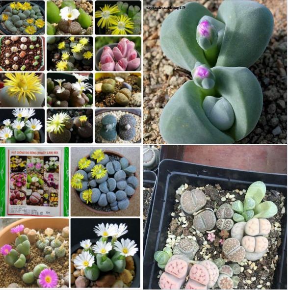 Hạt giống hoa đá sống thạch lan mix ( Gói 10 Hạt )