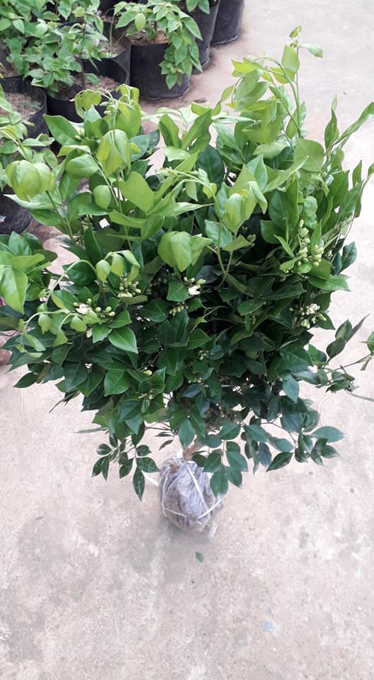 BẦU CÂY NGUYỆT QUẾ SIÊU ĐẸP, HOA SIÊU THƠM