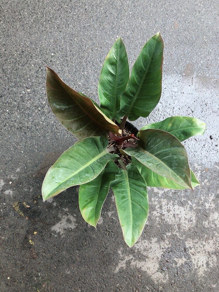 [HCM]Trầu Bà Đế Vương Đỏ