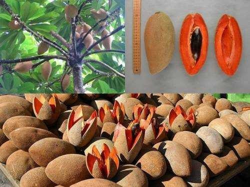Cây giống hồng xiêm ruột đỏ thái lan siêu ngon siêu quả- cam kêt giống chuẩn f1