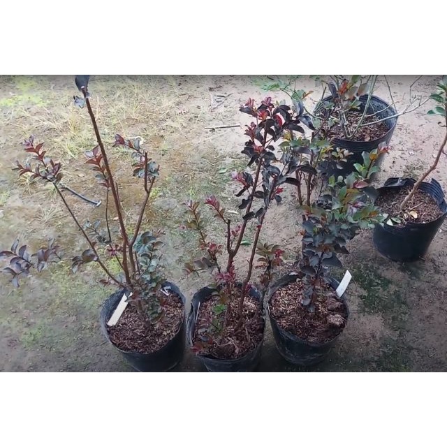 Cây giống hoa tường vi loài hoa gây thương nhớ, cây giống khỏe dễ trồng hoa nhiều màu tội gì không trồng