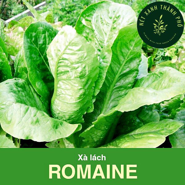 [GIAO HÀNG 2 GIỜ] Hạt giống Xà Lách Romaine 2gr