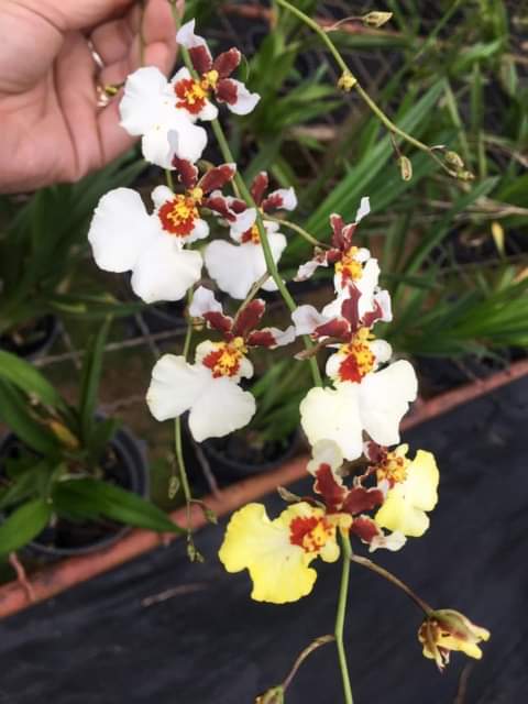 HOA LAN VŨ NỮ TIỂU THẦN TIÊN ĐỔI MÀU