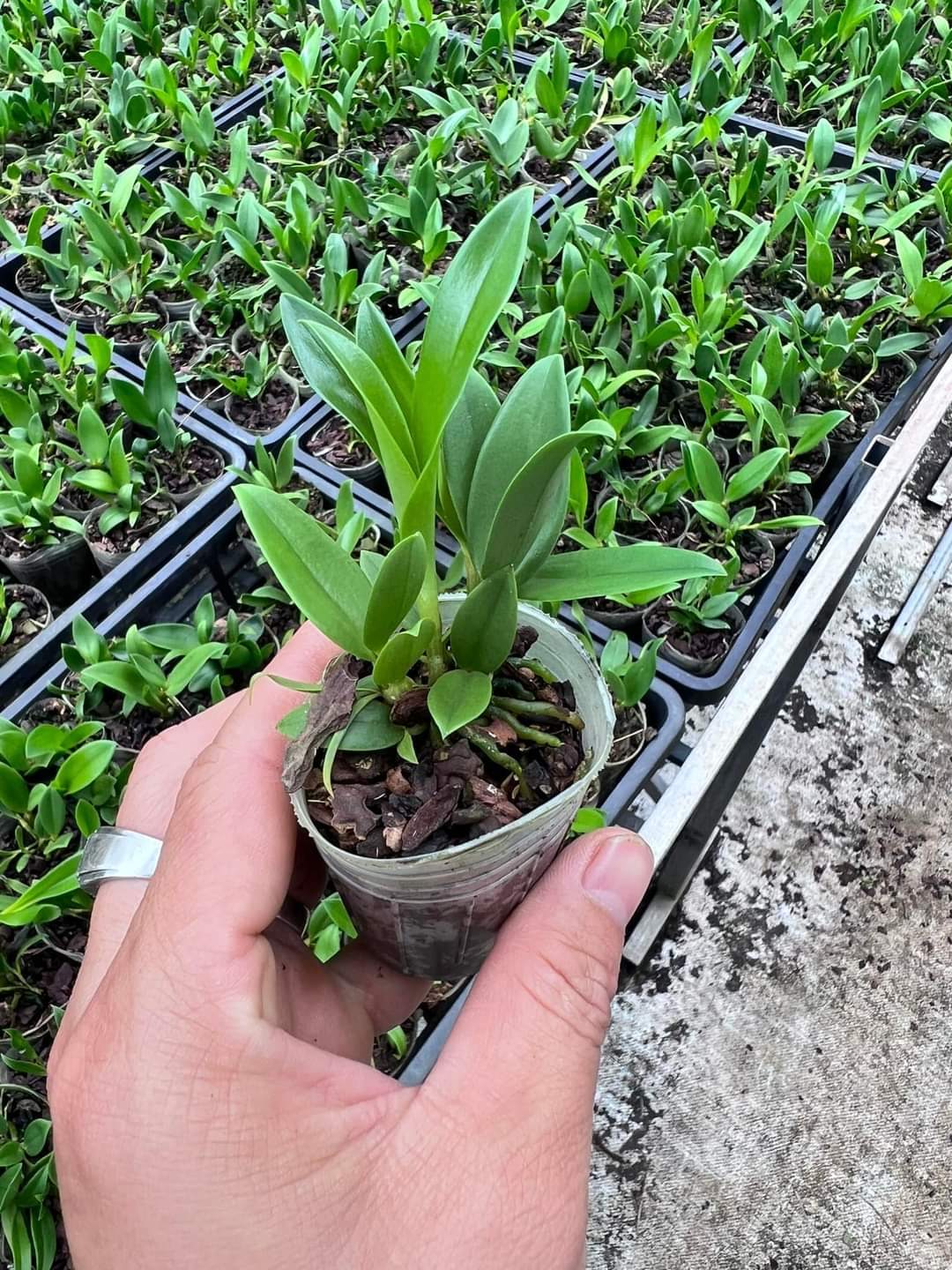 Hoa lan Kiều  trắng ( hoa lan thủy tiên trắng) hoa thơm, cây giống nhỏ