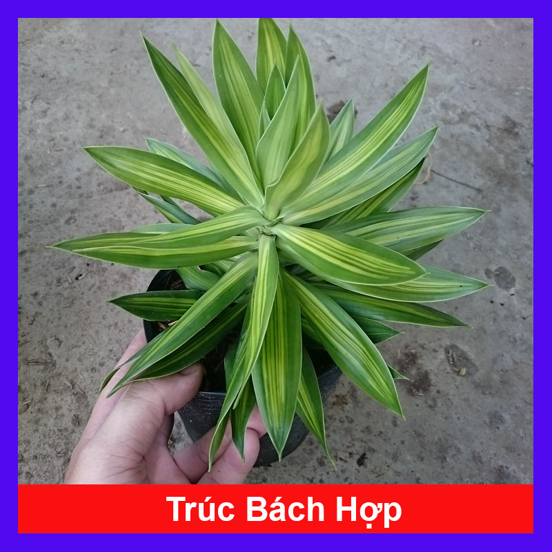 Cây trúc bách hợp - cây cảnh trong nhà - cây cảnh mini - cây cảnh để bàn - HKPQ