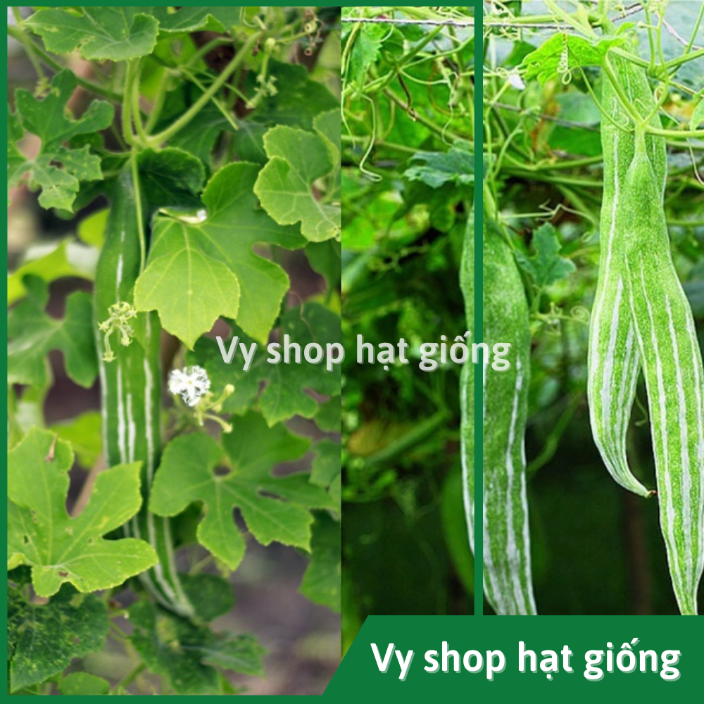 Hạt giống lặc lè (lặc lày, mướp mèo, mướp ngọt...) gói 5 hạt nhập Thái Lan