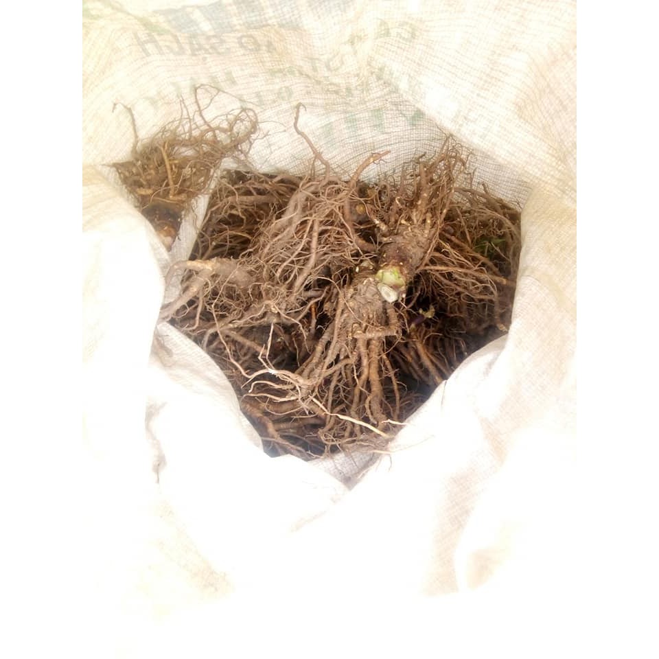 Sâm Đương Quy Tươi 1Kg