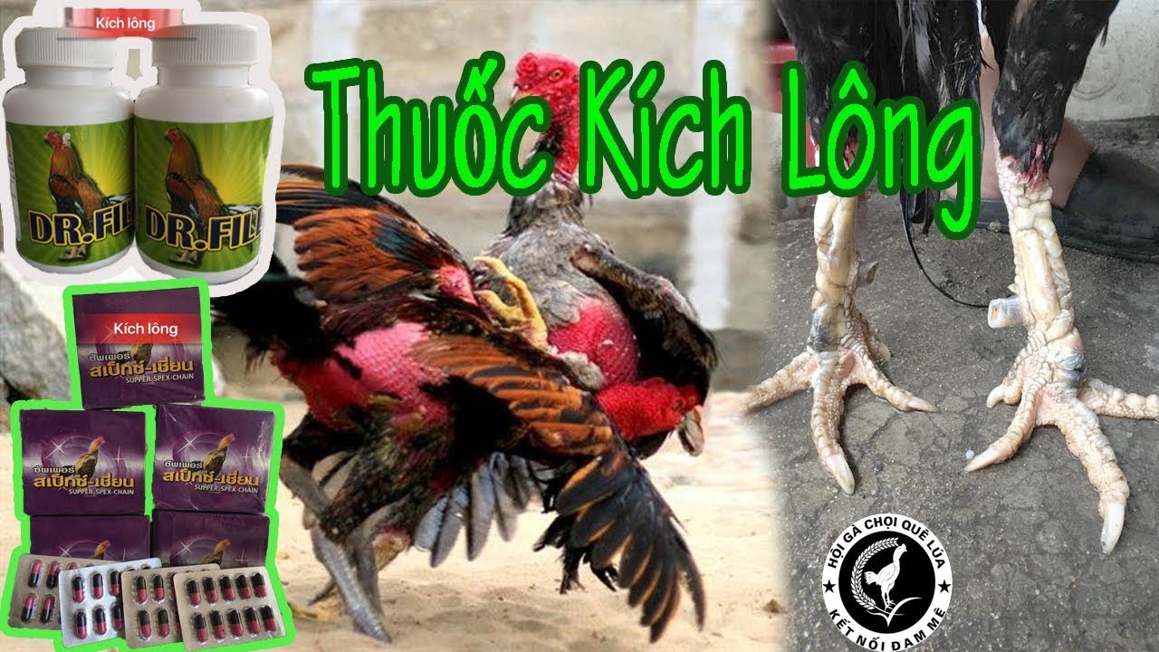 Kích lông cho gà chọi gà tre - kích lông cho gà - kích mọc lông cho gà