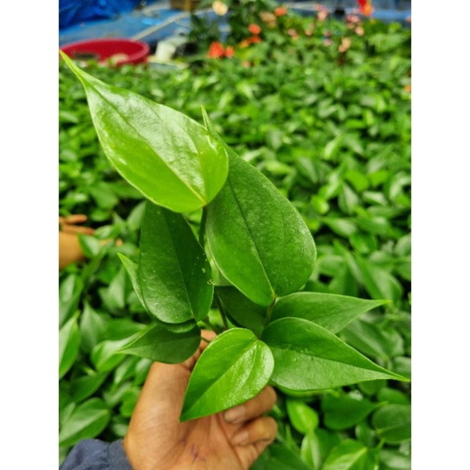 Cây giống Hoa hồng môn tím