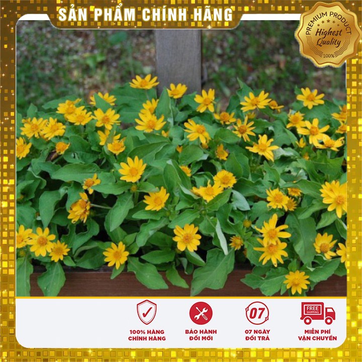 50H - Hạt Giống Hoa Cúc Mặt Trời