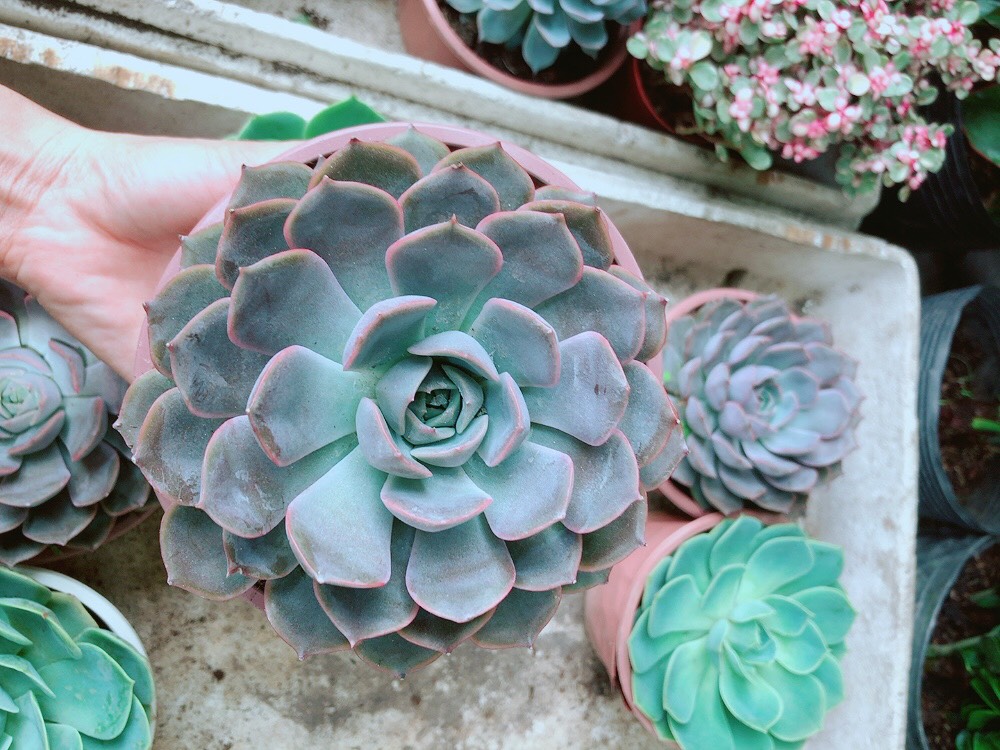 Sen Đá Tím Size Đại