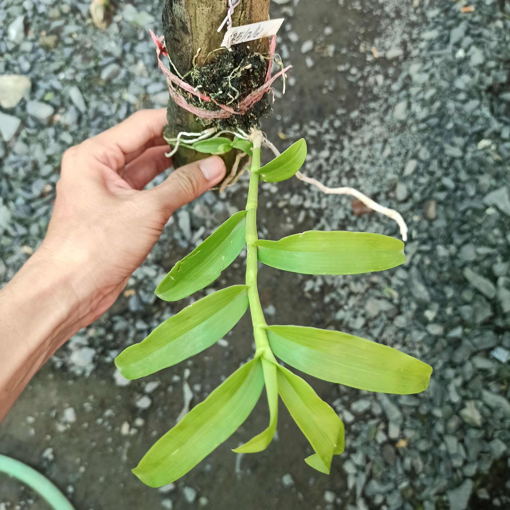 Giả Hạc 5CT Tình Duyên
