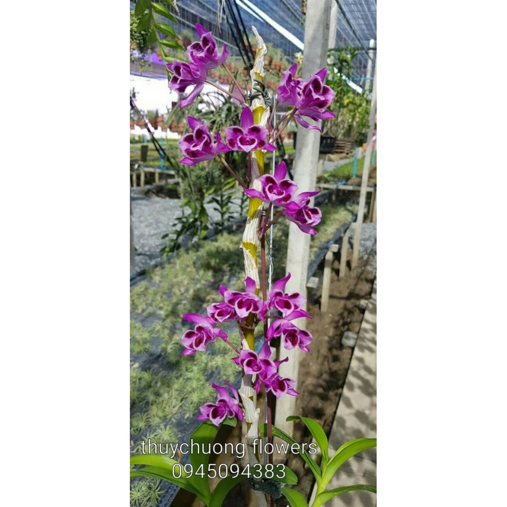 Hoa Phong Lan Trầm 6 Mắt Hàng Ươm Kie