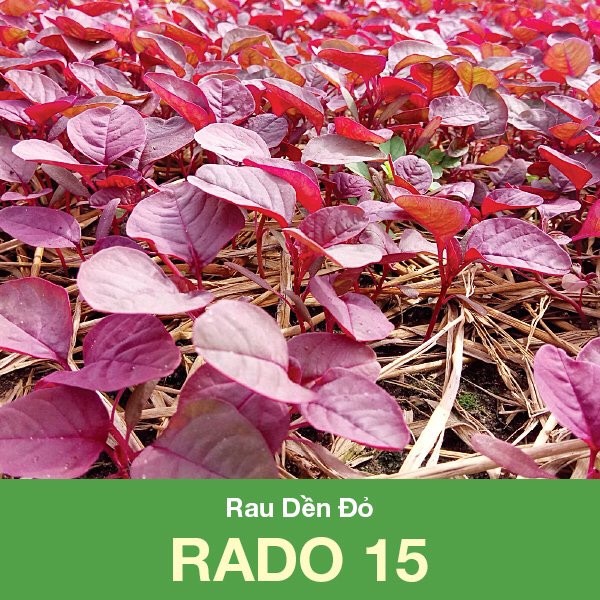 Rau dền đỏ Rd
