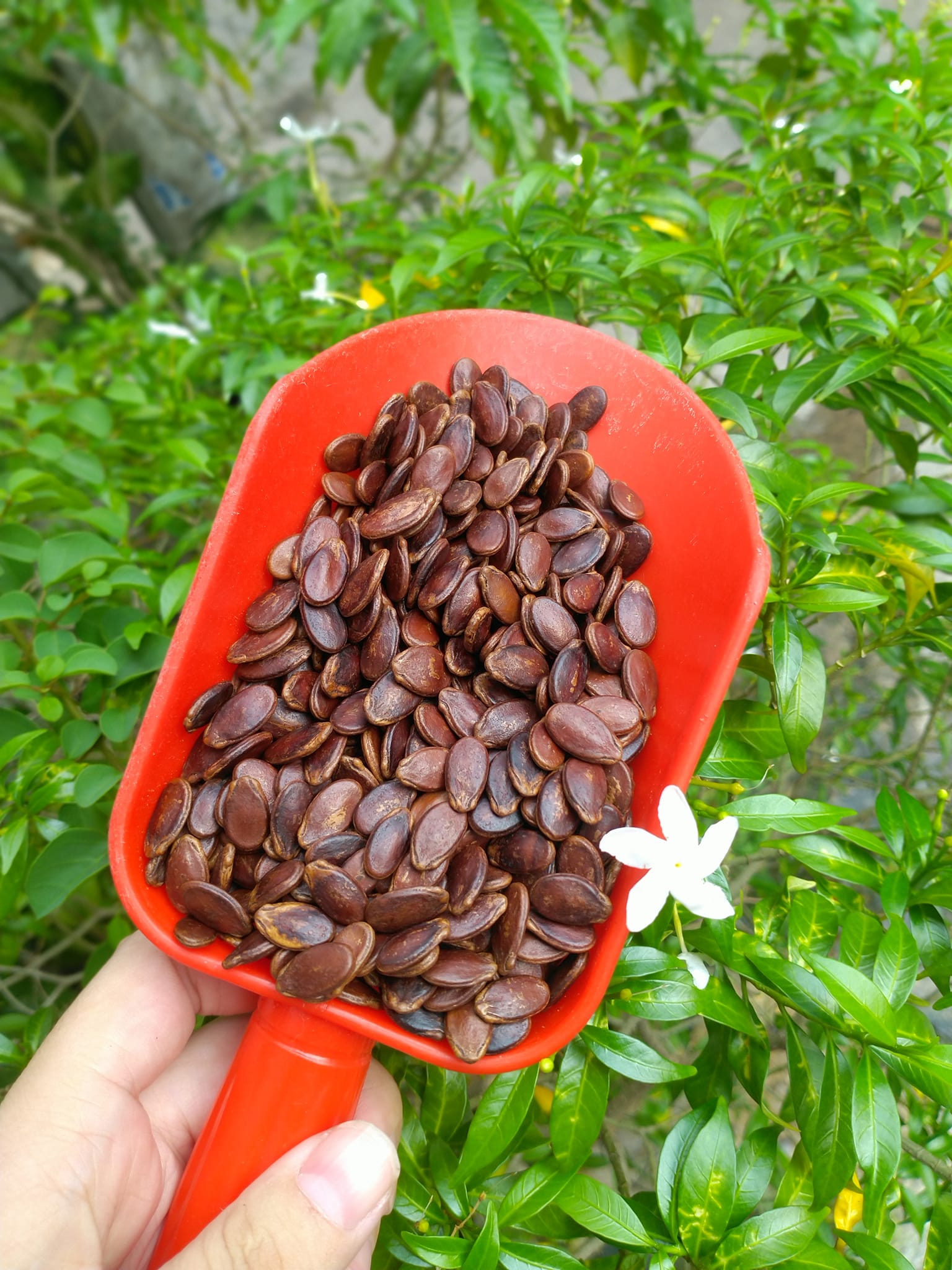 1KG HẠT DƯA TỨ HƯNG KHÔNG PHẨM MÀU