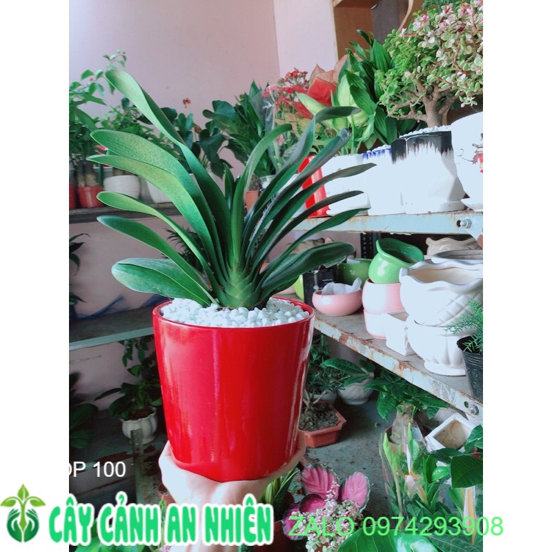 Chậu cây lan quân tử