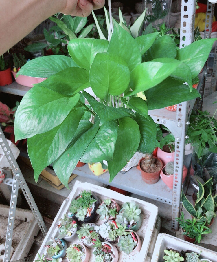 Chậu Trầu Bà Thái Xanh