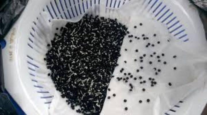 HG132- hạt giống măng tây trắng 30 hạt