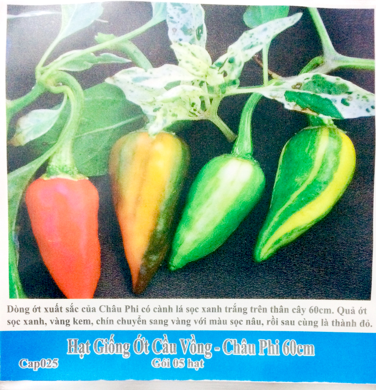 [HCM]hạt giống ớt cầu vồng Châu Phi 60cm gói 5 hạt