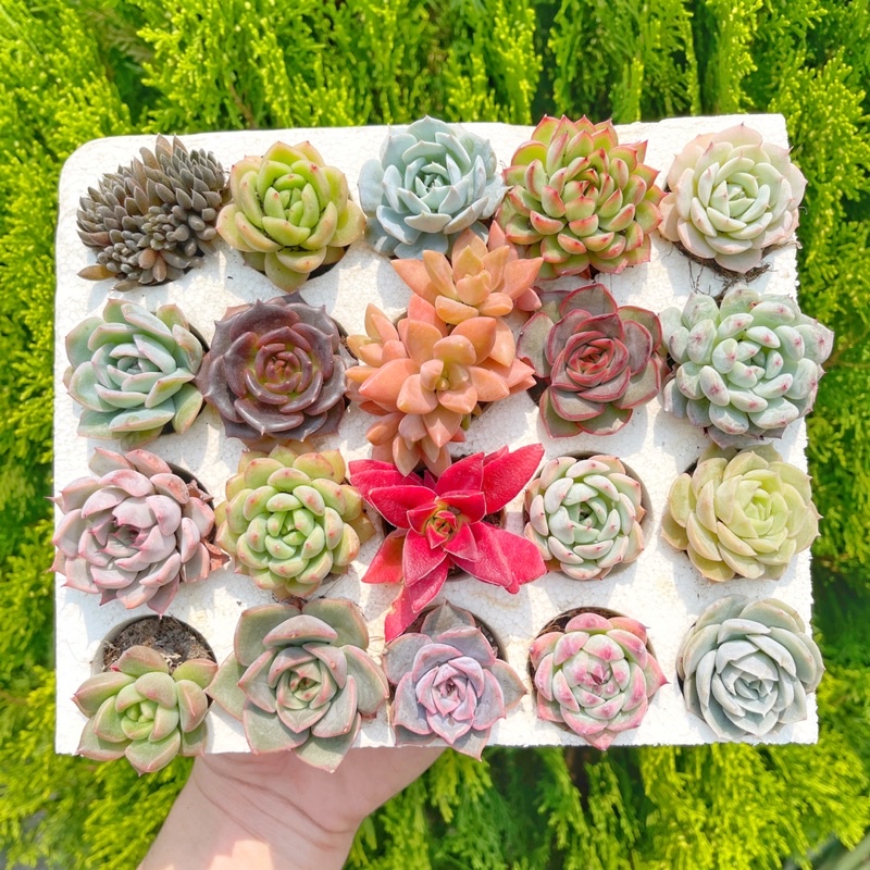 Combo SEN ĐÁ VỈ mini