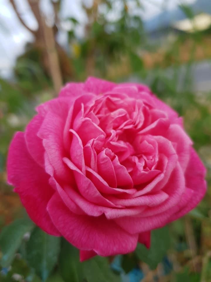 Hoa hồng nb Cổ Sapa Rose size trung