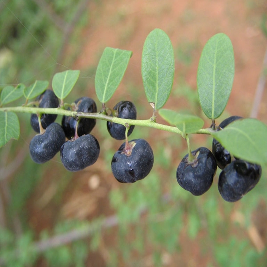 1KG Cây mực (phèn đen) – EG206