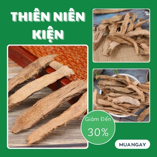 [Hàng mới về] Thiên niên kiện khô túi lớn 500gram - Tấn phát - Hỗ trợ cải thiện sức khoẻ