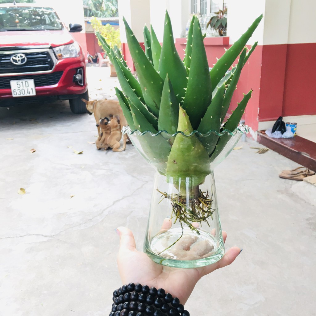 Bình thủy tinh trồng cây thủy canh (dáng ly chân)