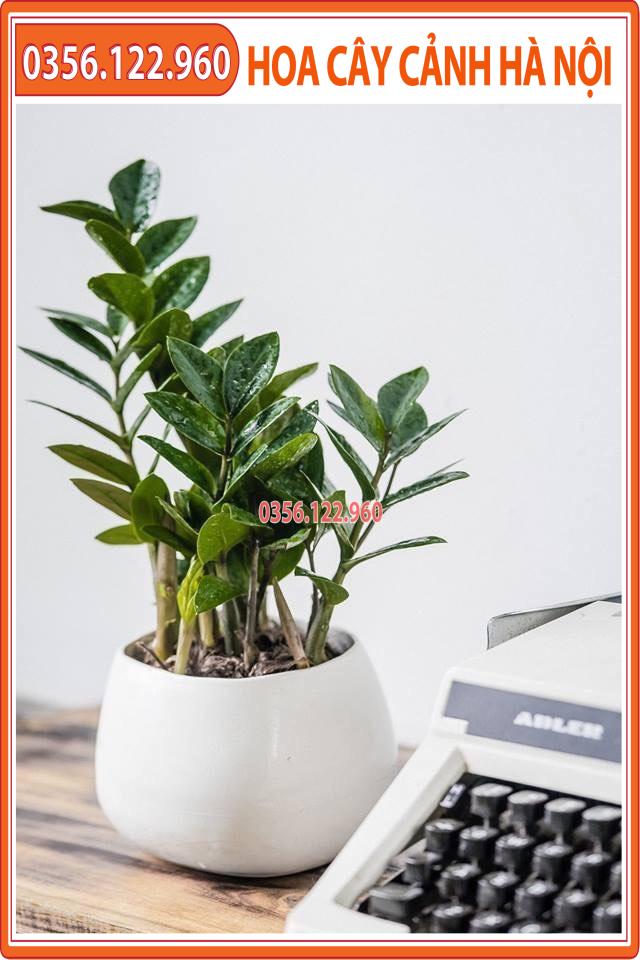 Cây kim tiền để bàn - cây cảnh trang trí