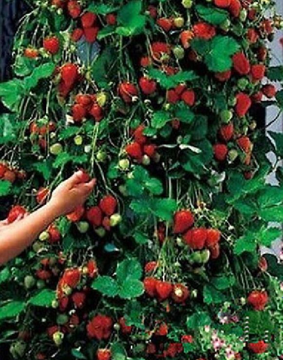 "Gói 50 Hạt " Hạt giống dâu tây đỏ leo giàn