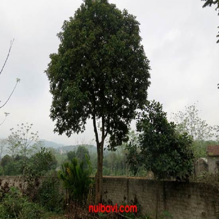 CÂY SANG (CÂY SANG GIÀU) Cây ĐẸP- bầu cây giống