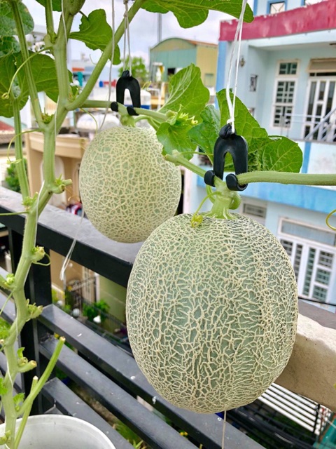 11b⚡️10 hạt giống dưa lưới da xanh greenman⚡️năng xuất cao giống f1