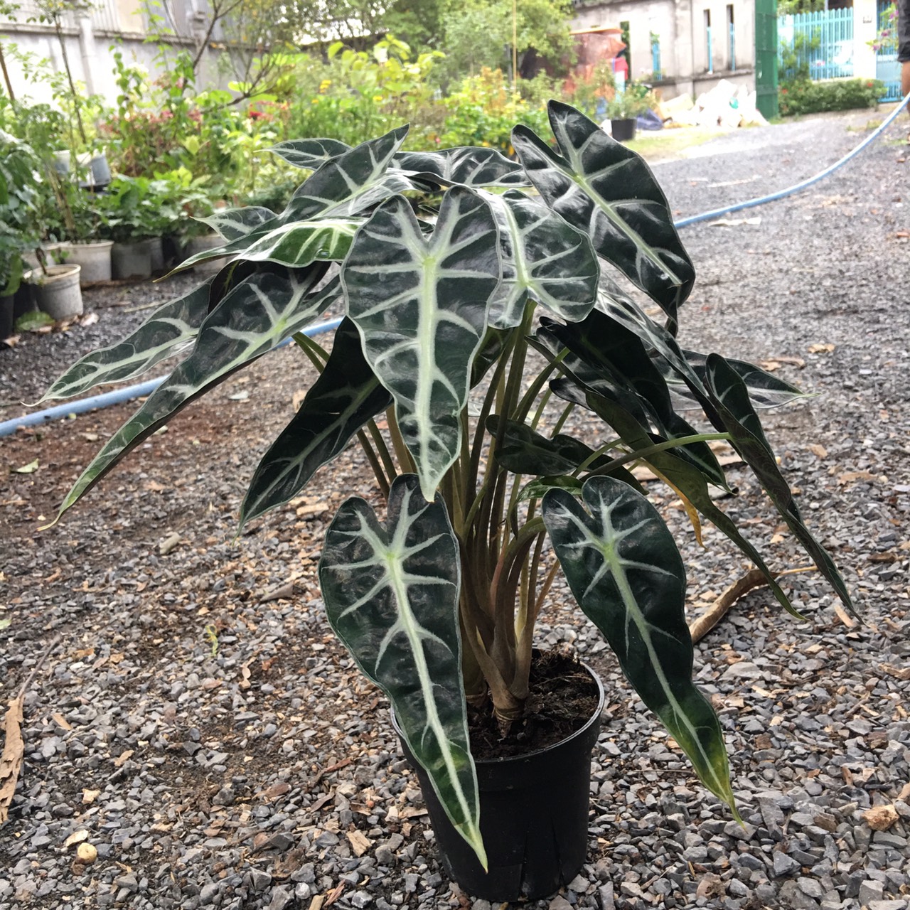 Chậu cây môn quan âm - kiểng lá để bàn đẹp  - Alocasia Polly - mang khả năng bảo vệ gia chủ xua đuổi điều không may mang lại sự bình an