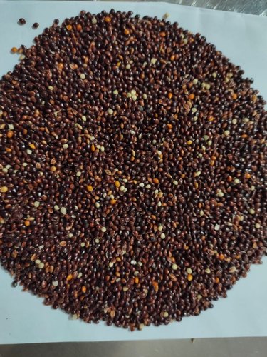 hạt cỏ thái đen - cho chim cu gáy