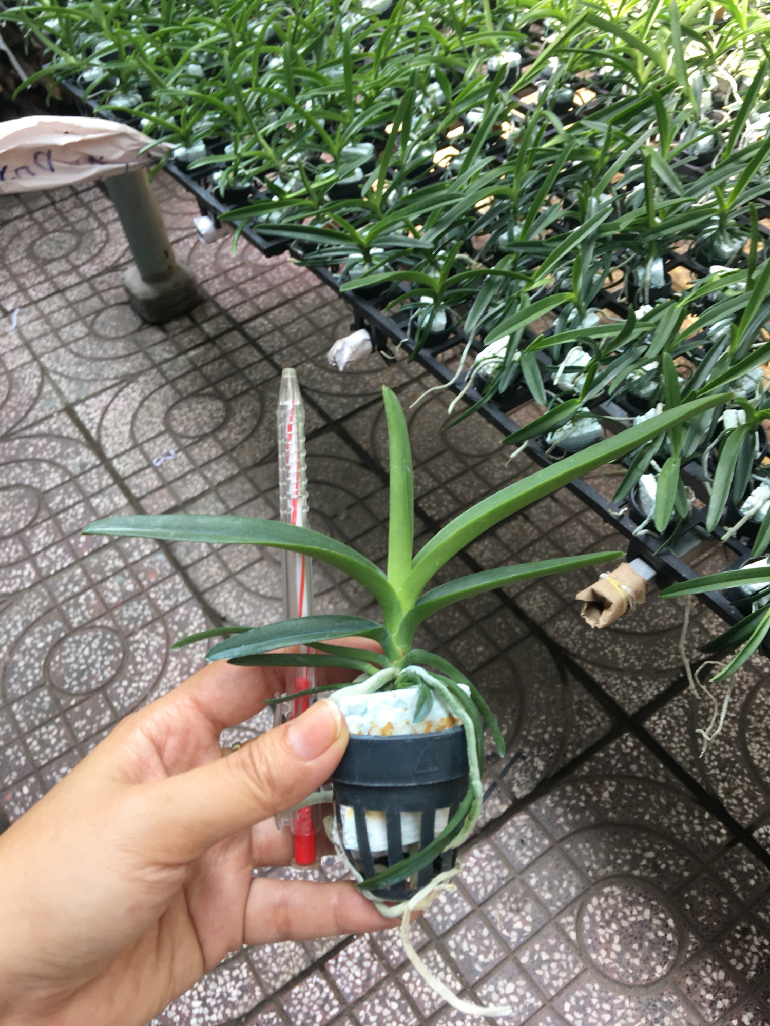 Hoa lan Vanda Chuẩn Màu - Cây Con Cao 10-15cm