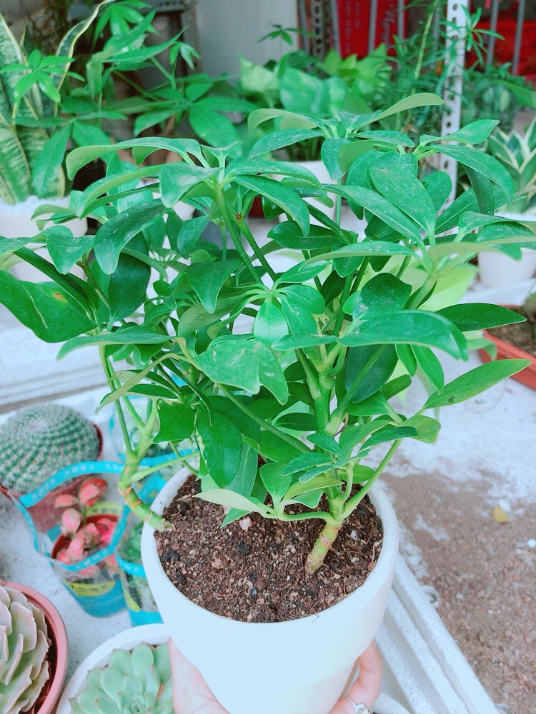 Chậu cây ngũ gia bì