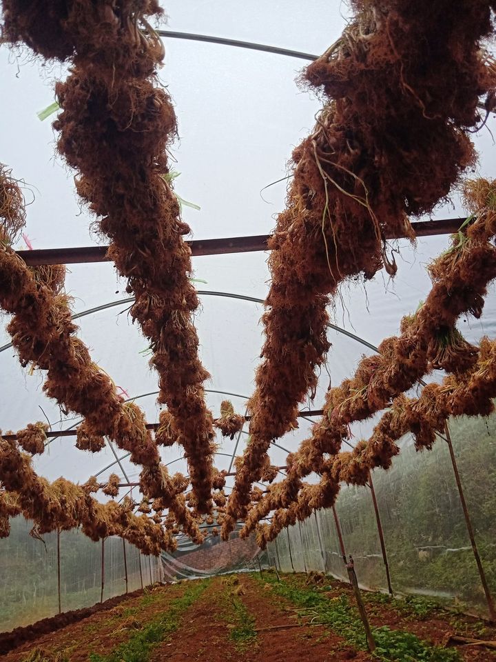 HÀNH GIỐNG BA CHÀI LÂM ĐỒNG