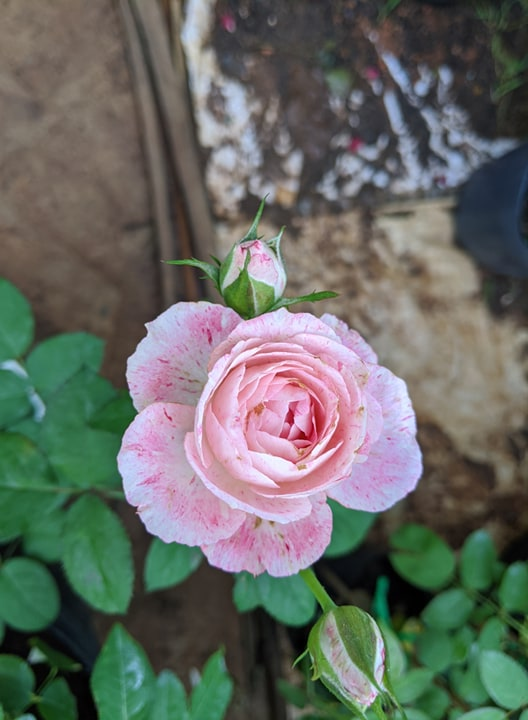 [HCM]Hoa hồng ngoại Lady Candle Rose (hồng Nhật Bản)