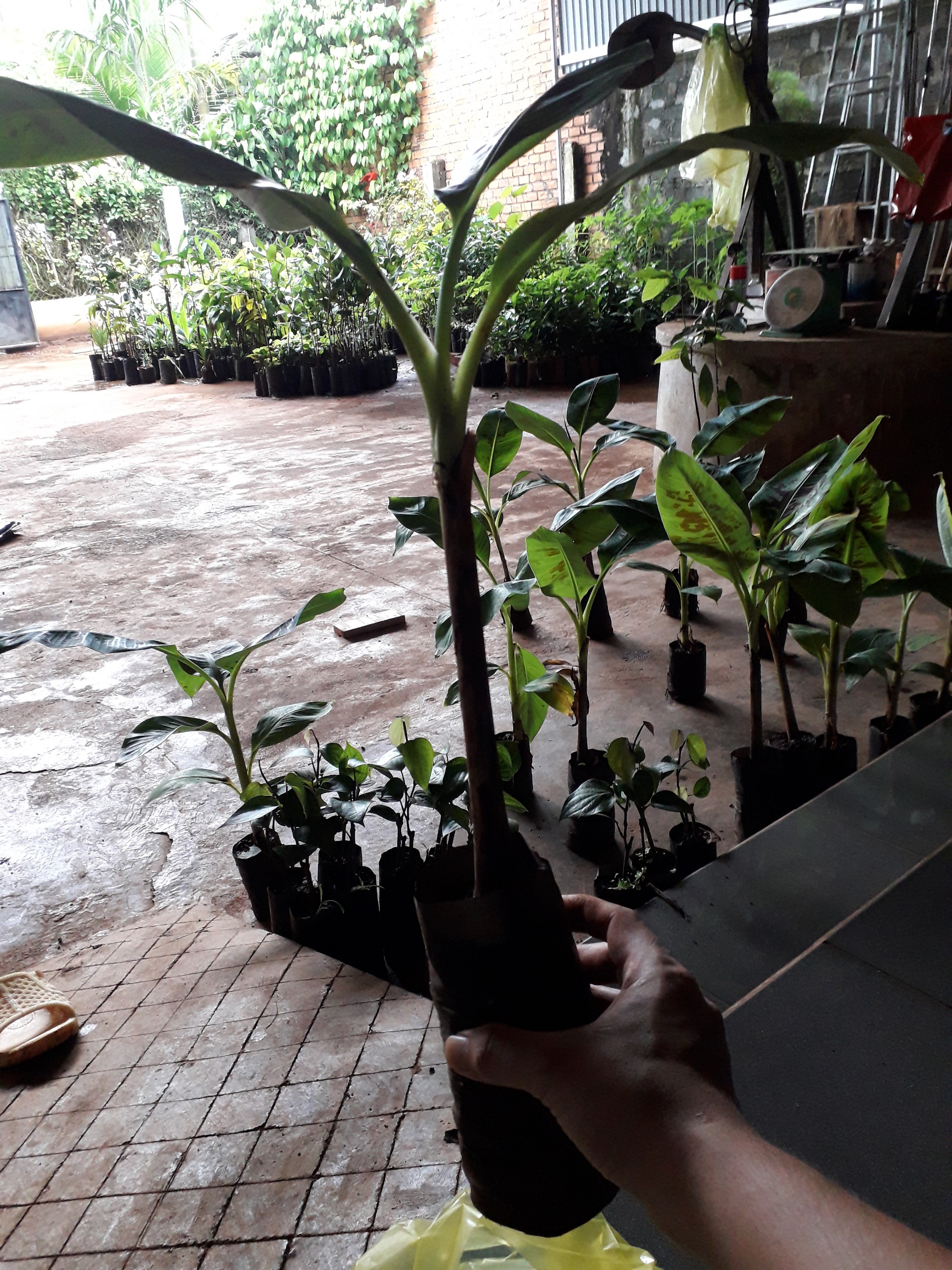 CÂY GIỐNG CHUỐI LABA SIÊU SỚM. (cam kết giống chuẩn có bảo hành) (Magnolia Boutique store)