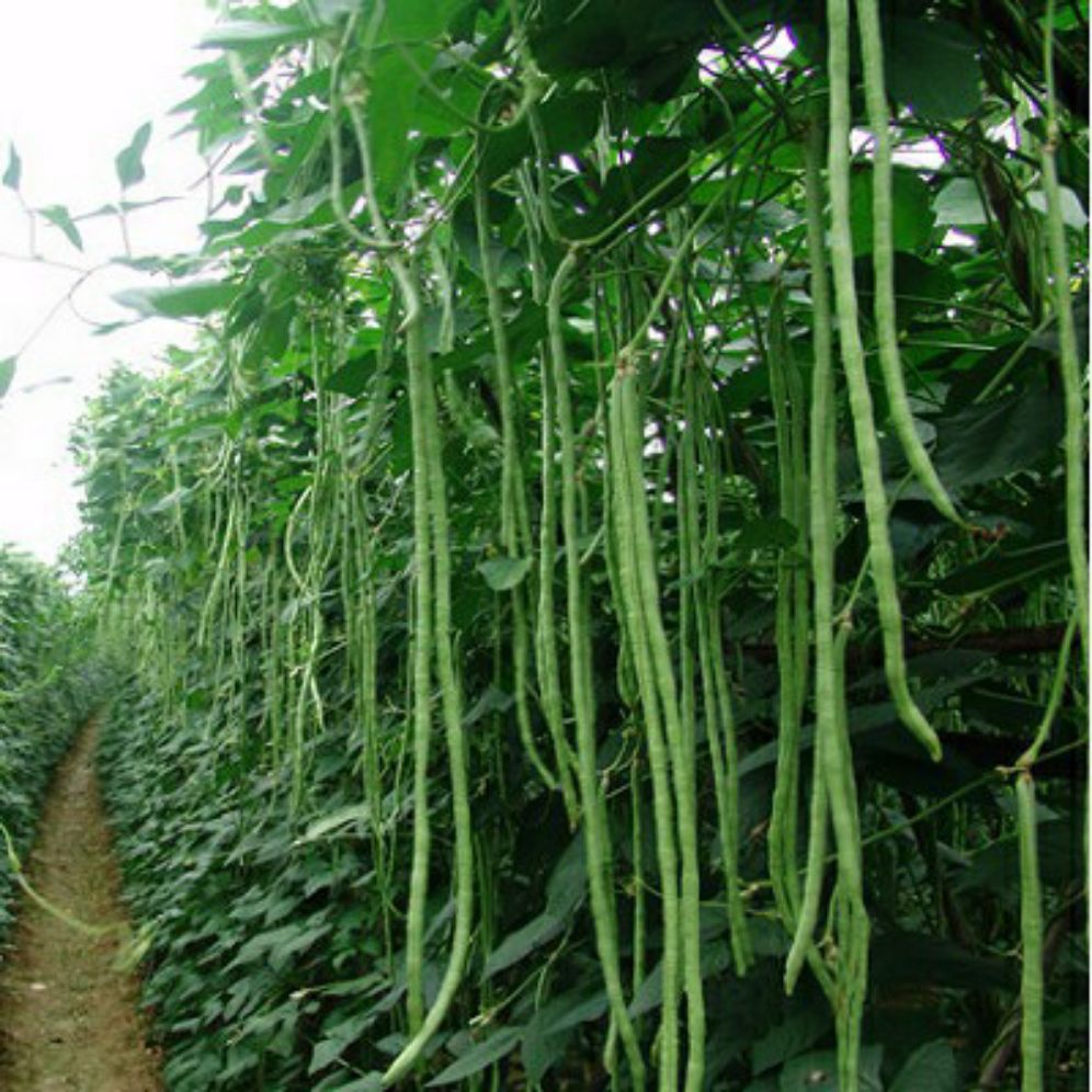 hạt giống đậu đũa- gói 20gr