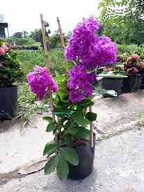 Cây bằng lăng thái cây đẹp giống chuẩn cây giống chất lượng