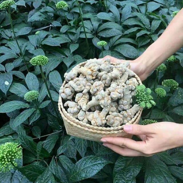 Bột Tam Thất Bắc 500gr Hàng 52 Củ