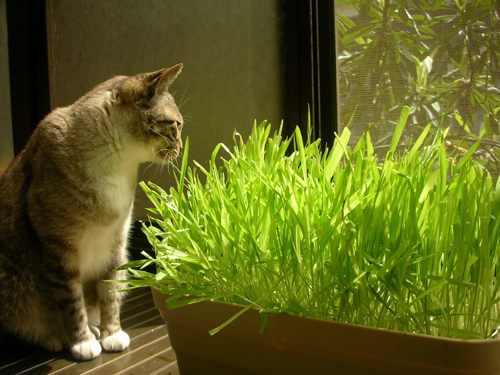 Bộ trồng cỏ mèo - Phụ kiện Long Vũ