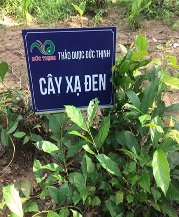 Hạt Giống Cây Xạ Đen - ( Cây dược liêu- 50hạt )