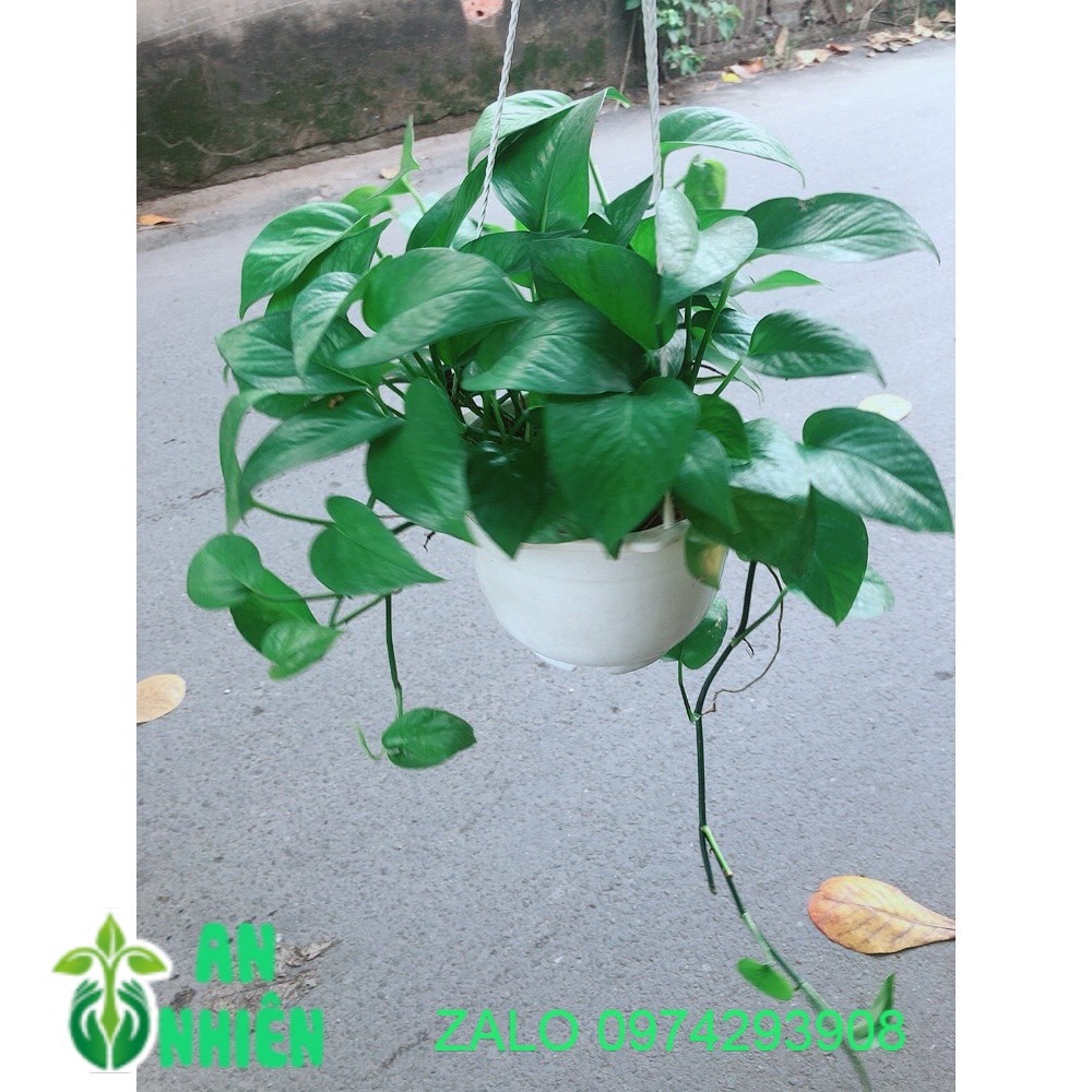 Chậu trầu bà xanh treo