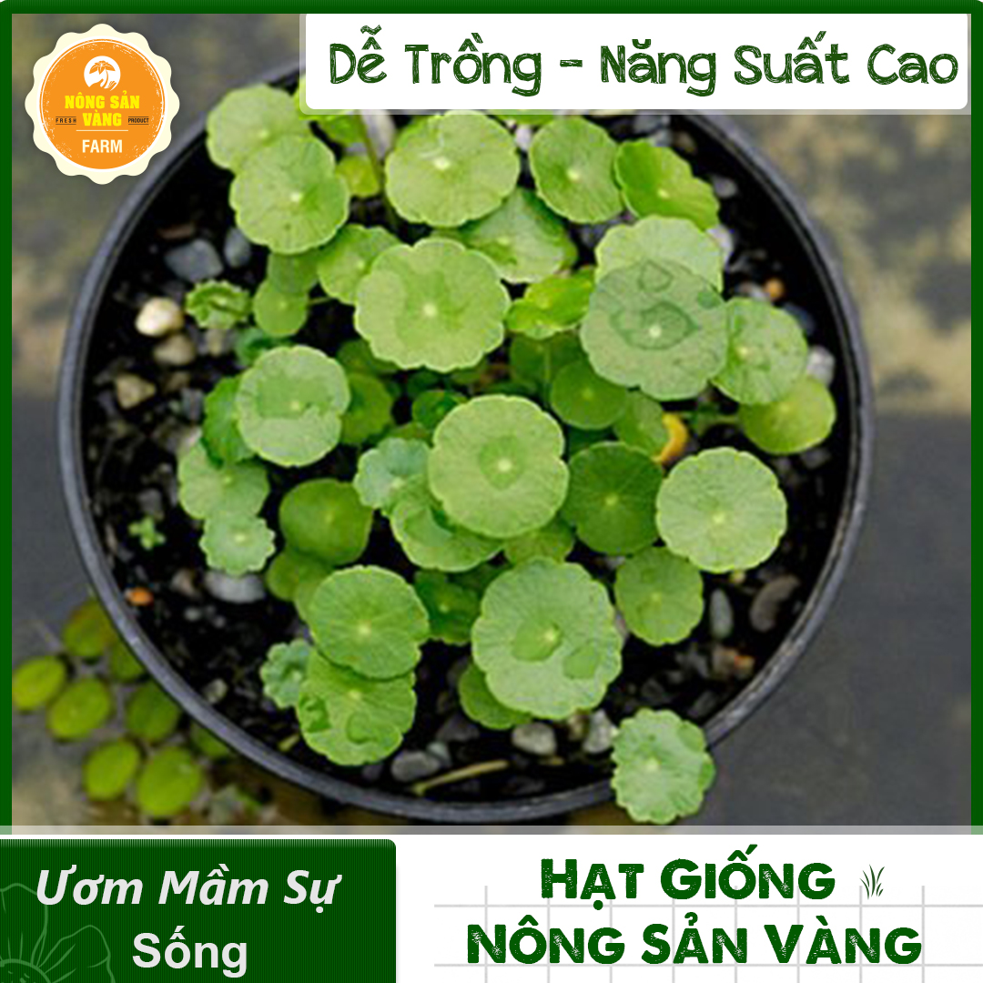 Seeds pennywort good for health, fast growing, spread strong, resistance waterlogging good Package 1gram-shallow gold